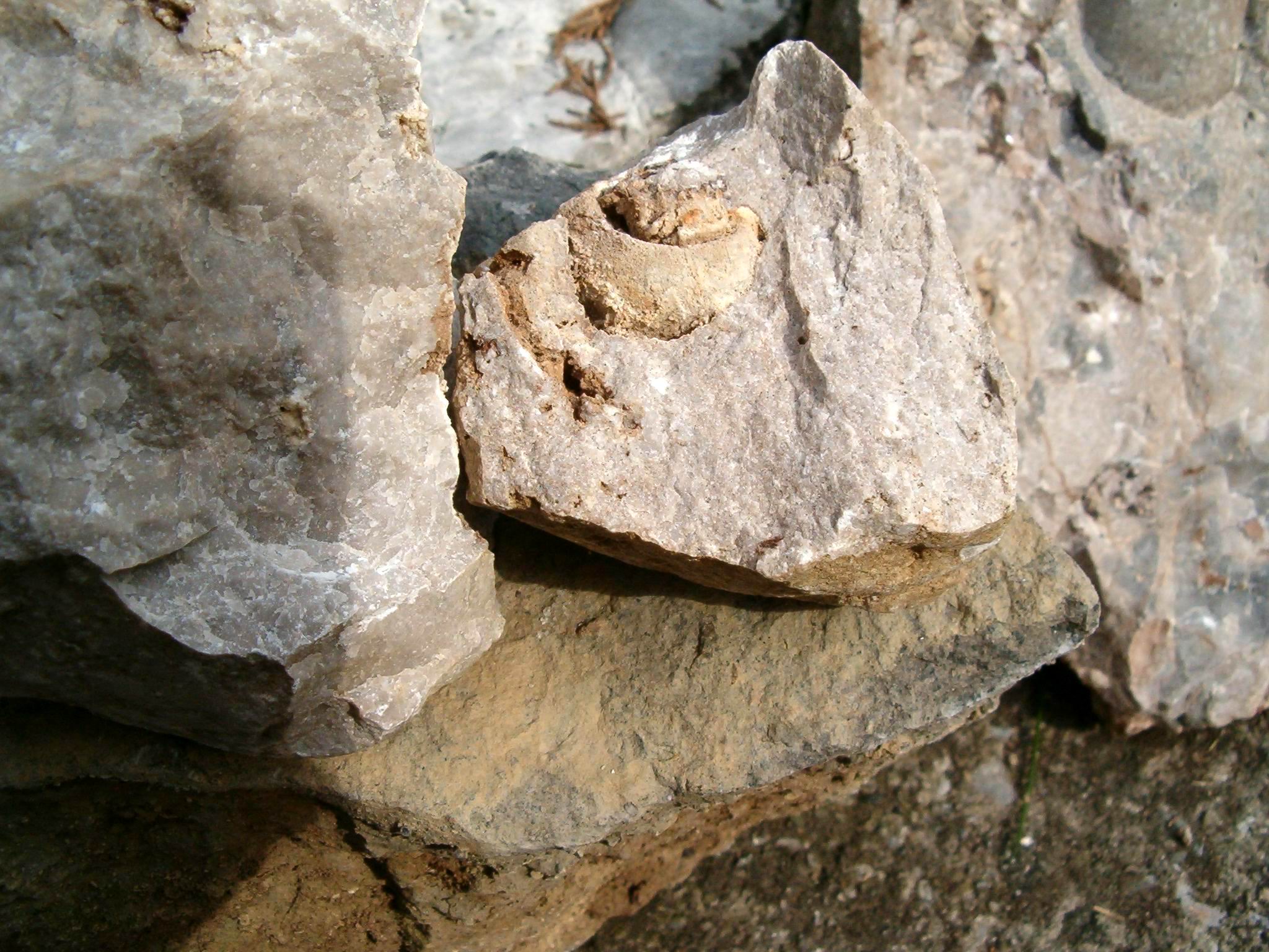 Fossili Esino Lario